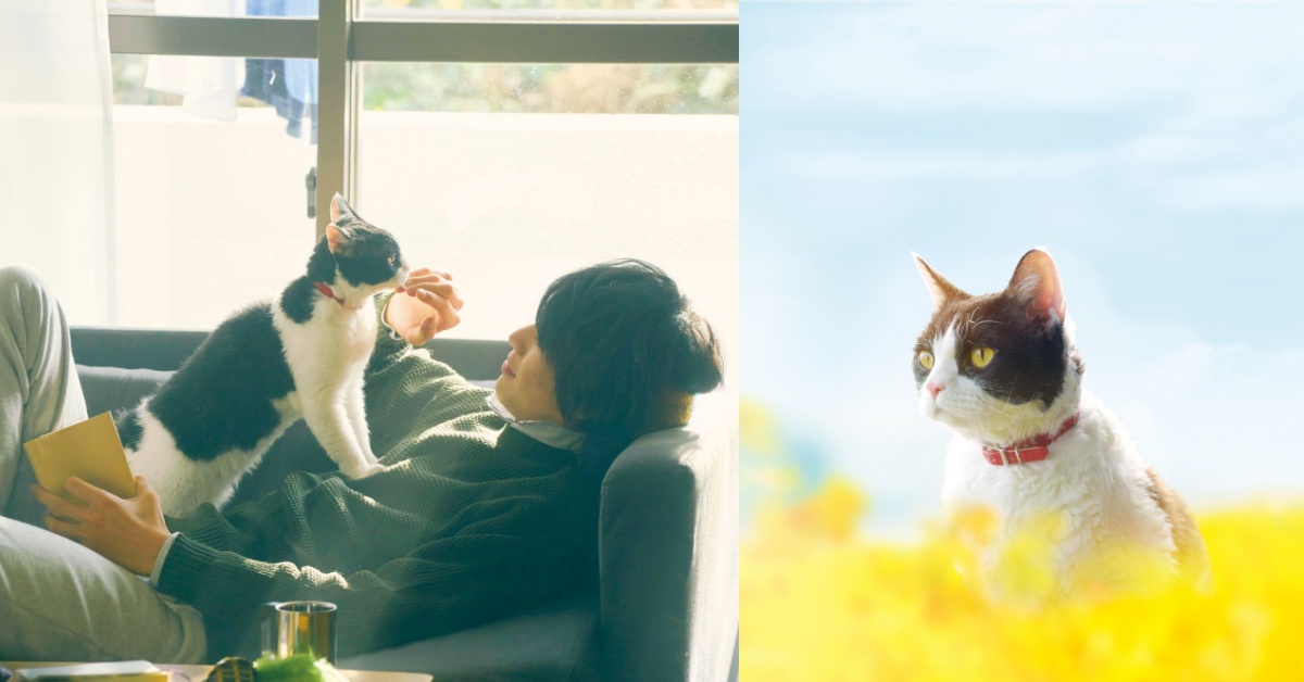 愛貓必看～哭掉一包衛生紙也不為過！《旅貓日記》6大看點收服你心