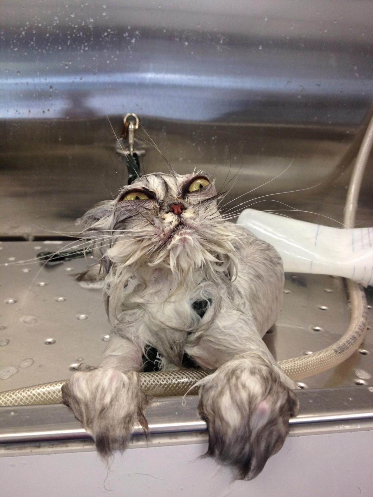 photo source:   cats who have been traumatized by baths&nbsp