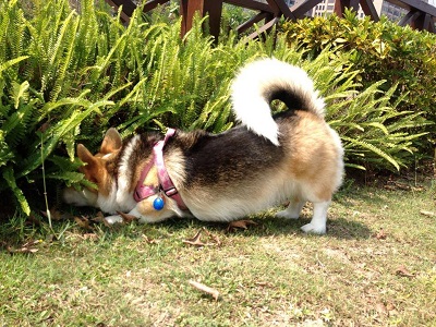 photo source : 有尾巴的柯基妹妹 噗卡 corgi pucca